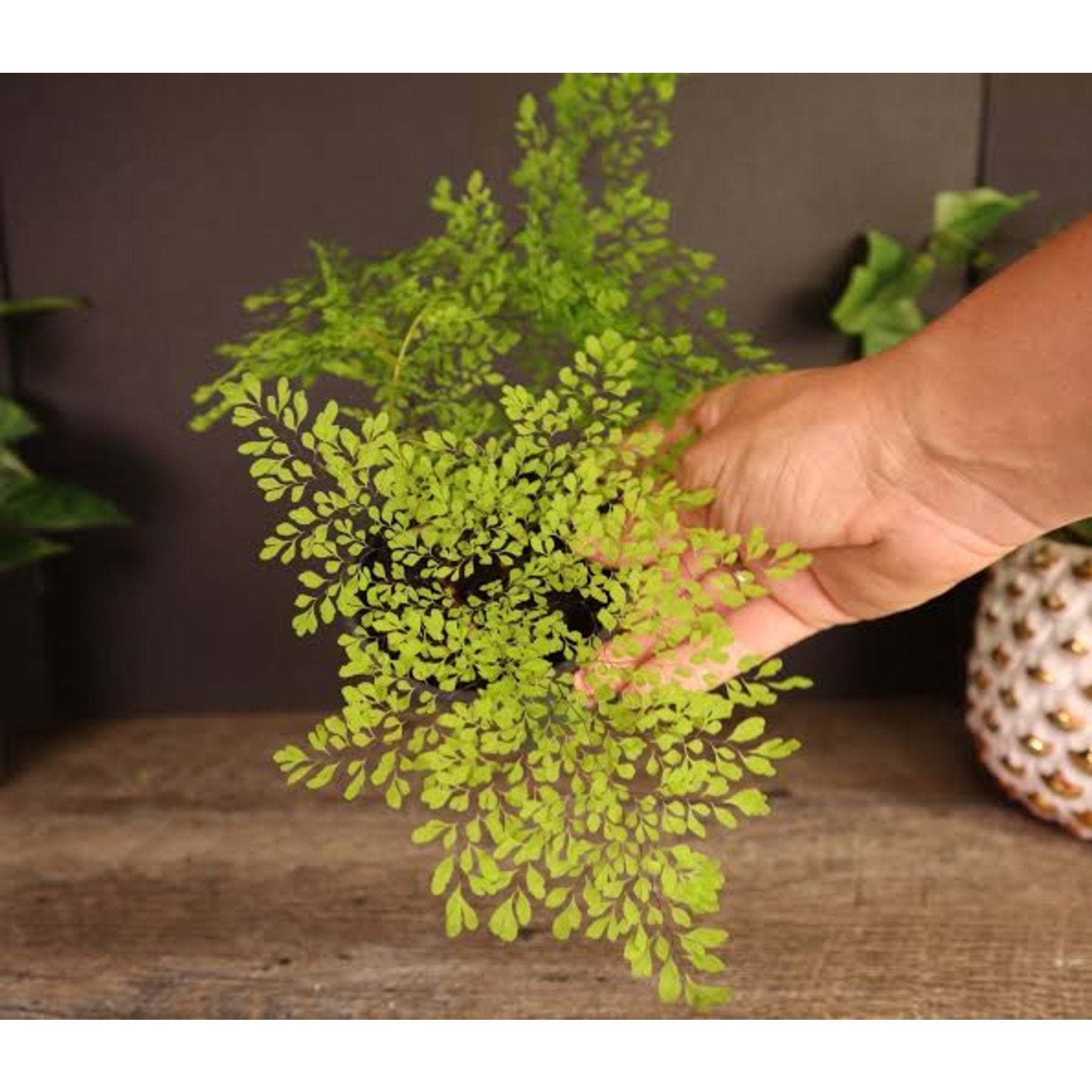 Dwarf Maidenhair Fern close up leaf detail – healthy nursery plant – Foliages.in