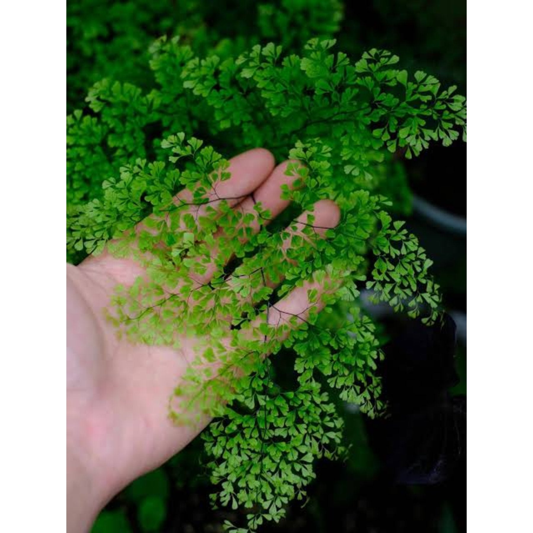 Dwarf Maidenhair Fern – delicate green fern fronds – Foliages India