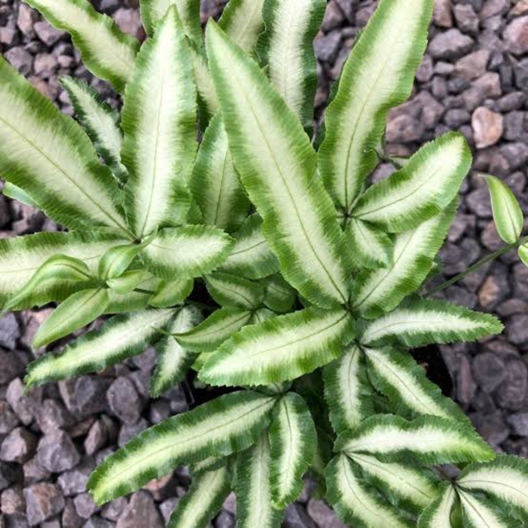 Silver Ribbon Fern close up leaf detail – healthy nursery plant – Foliages.in