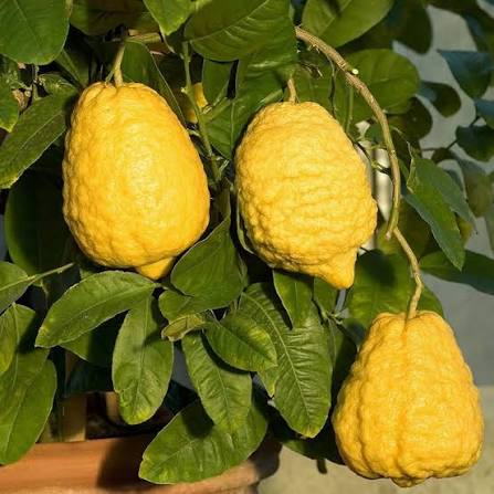 Sweet Ganapathi Narakam Citron Plant - Live Fruit Tree - Keyfarm Wayanad