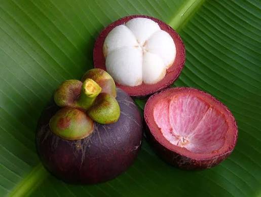 Lucs Mangosteen Plant - Exotic Fruit Tree - Keyfarm Wayanad