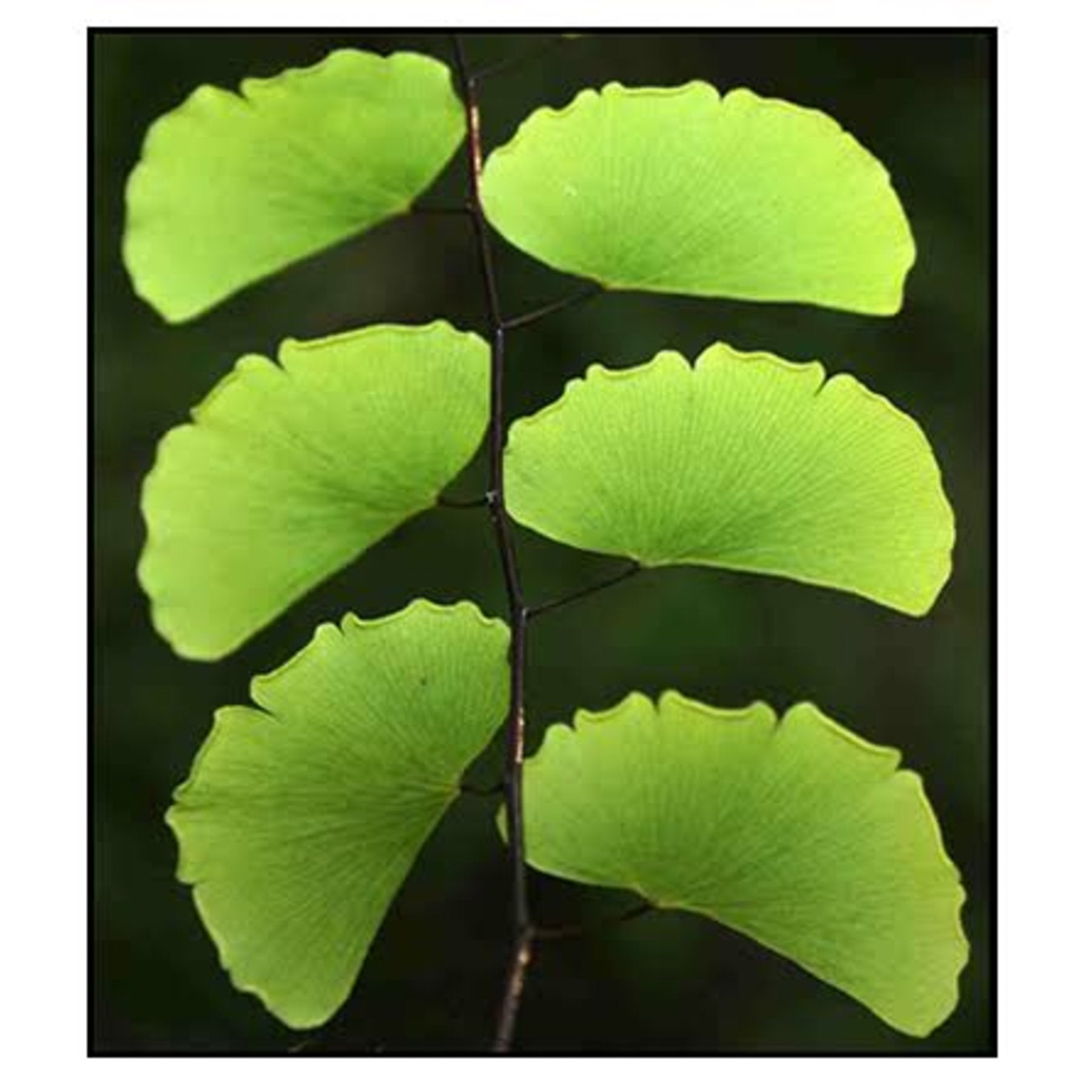 Maidenhair Fern close up leaf detail – healthy nursery plant – Foliages.in