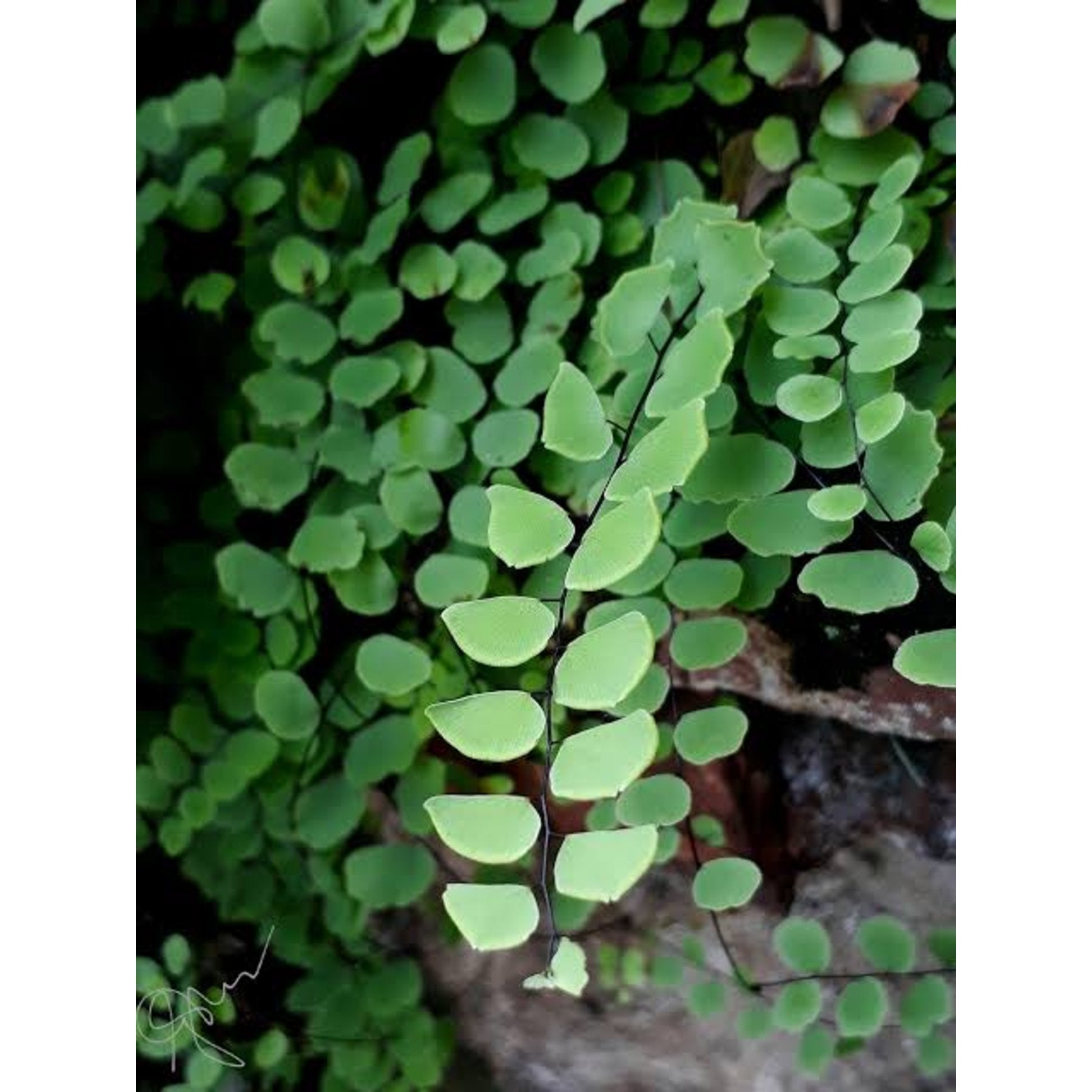 Maidenhair Fern close up leaf detail – healthy nursery plant – Foliages.in