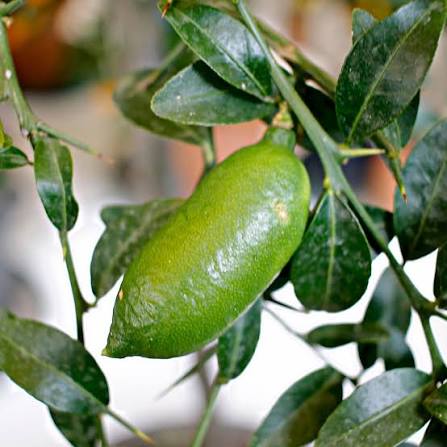 Finger Lime Plant - Live Fruit Tree - Keyfarm Wayanad