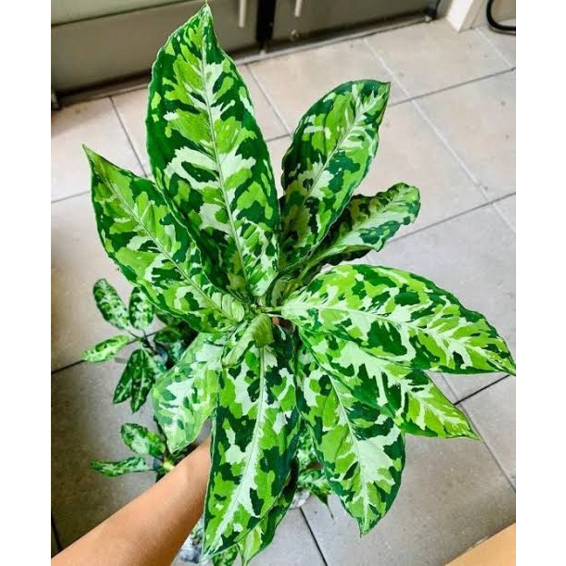 Painted Aglaonema Tricolor – Striking variegated foliage – Foliages India