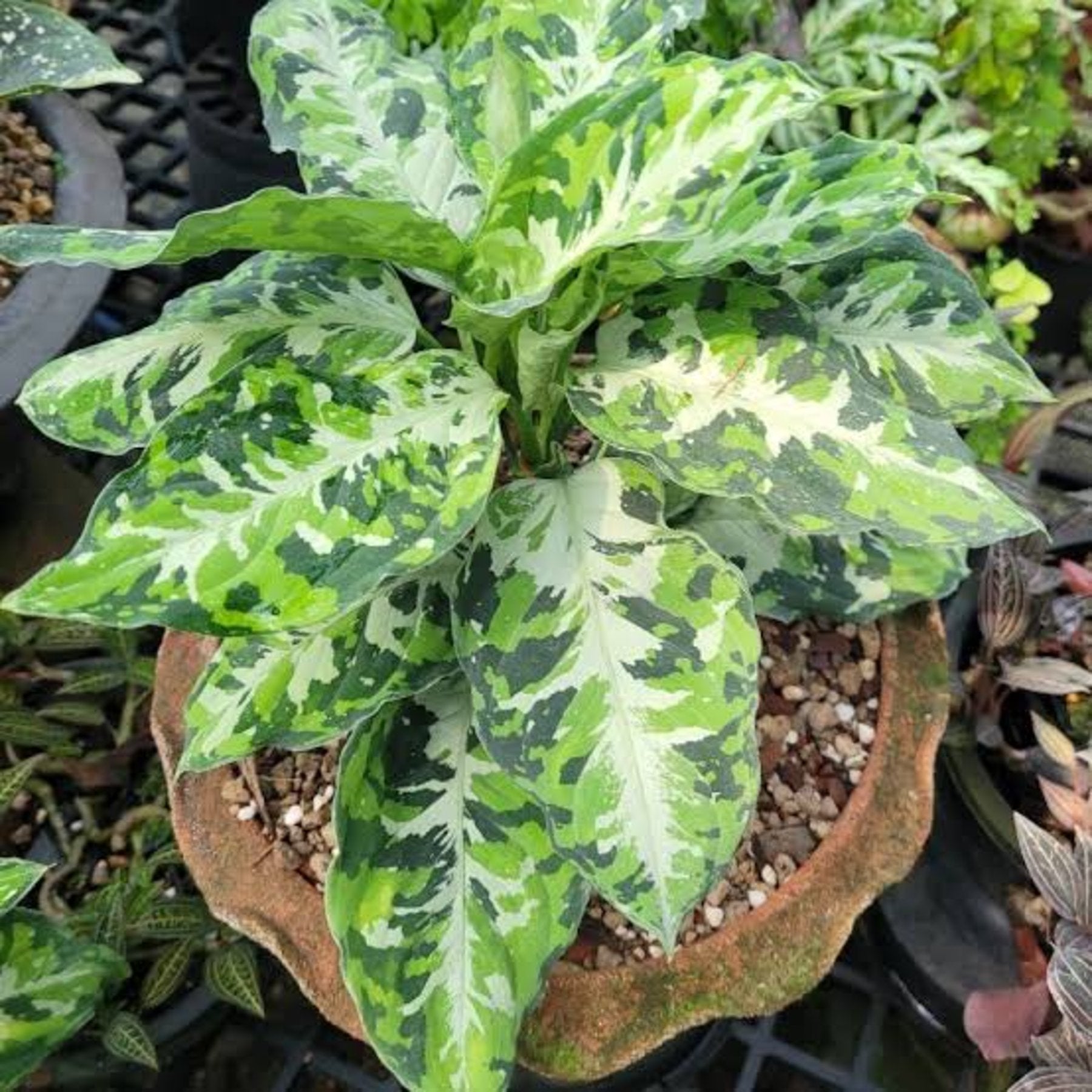 Painted Aglaonema Tricolor close up leaf detail – healthy nursery plant – Foliages.in