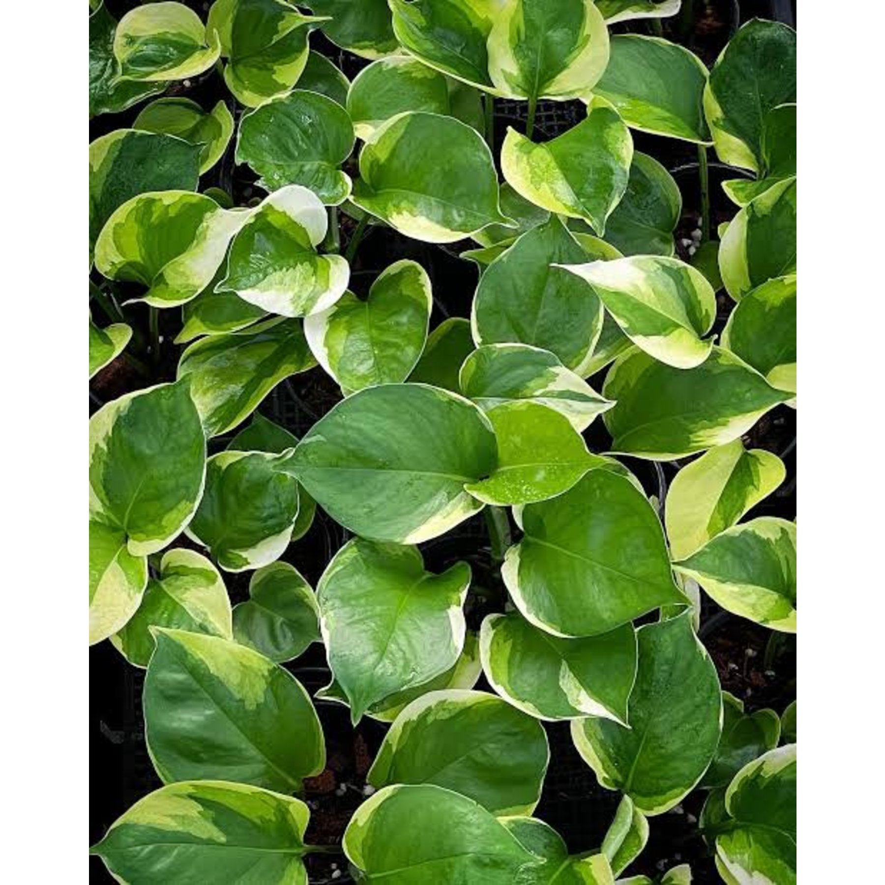 Manjula Pothos – Variegated Epipremnum 'Manjula' Pothos with lush foliage – Foliages India