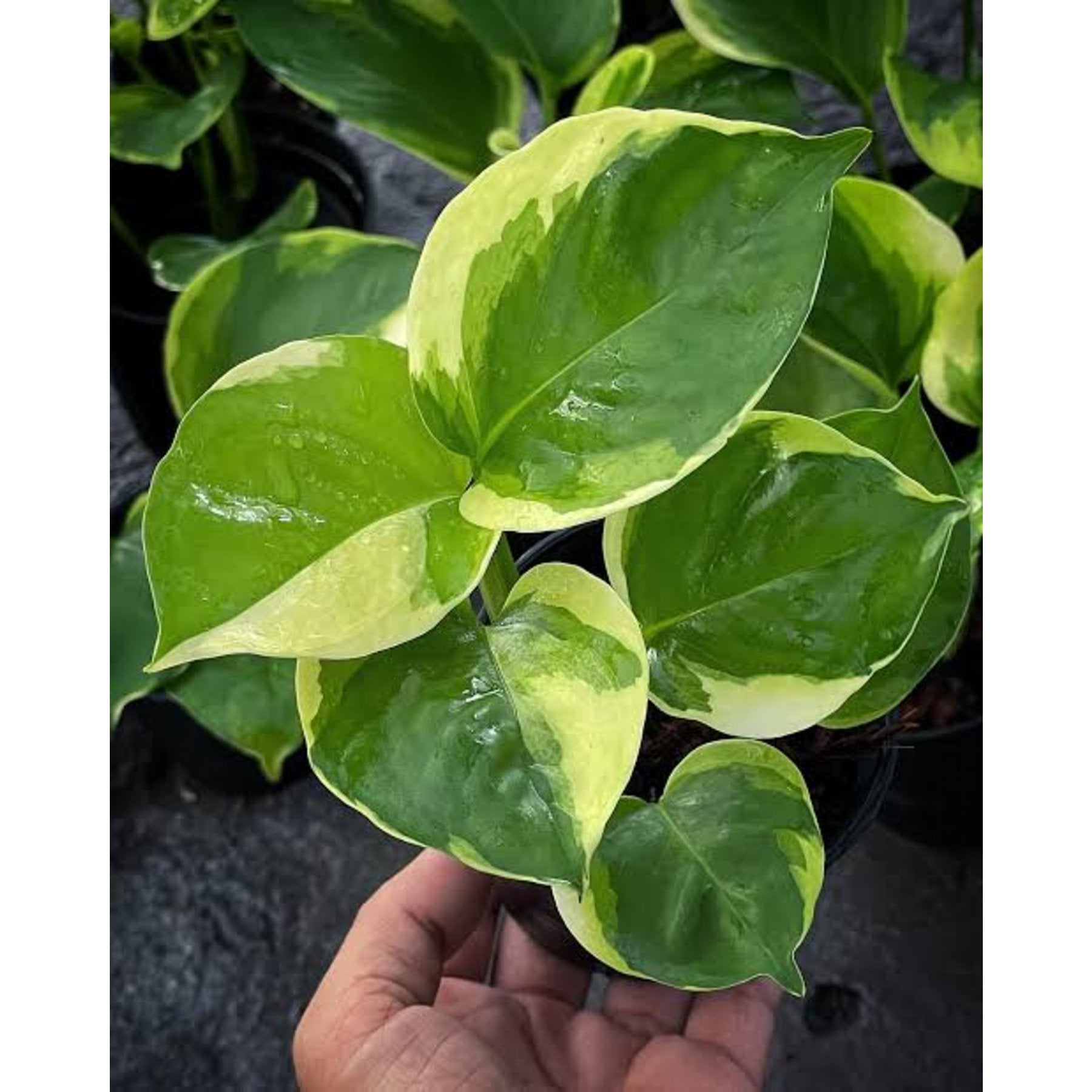 Manjula Pothos close up leaf detail – healthy nursery plant – Foliages.in
