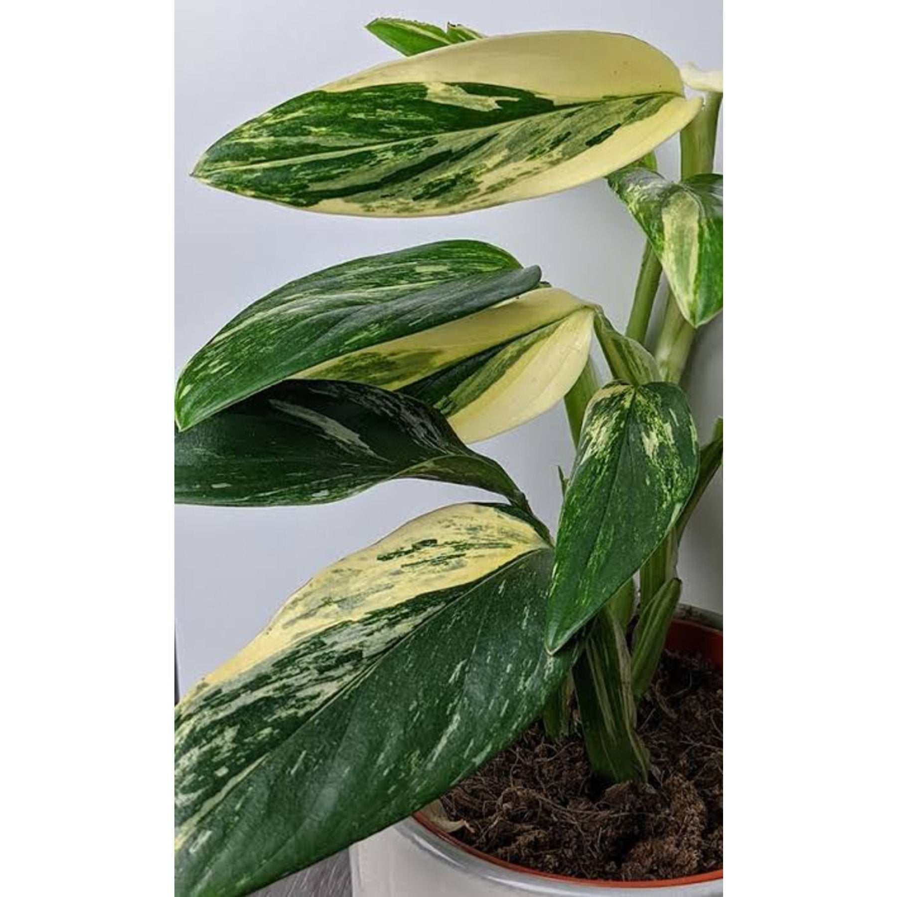 Monstera Standleyana Aurea Variegated close up leaf detail – healthy nursery plant – Foliages.in