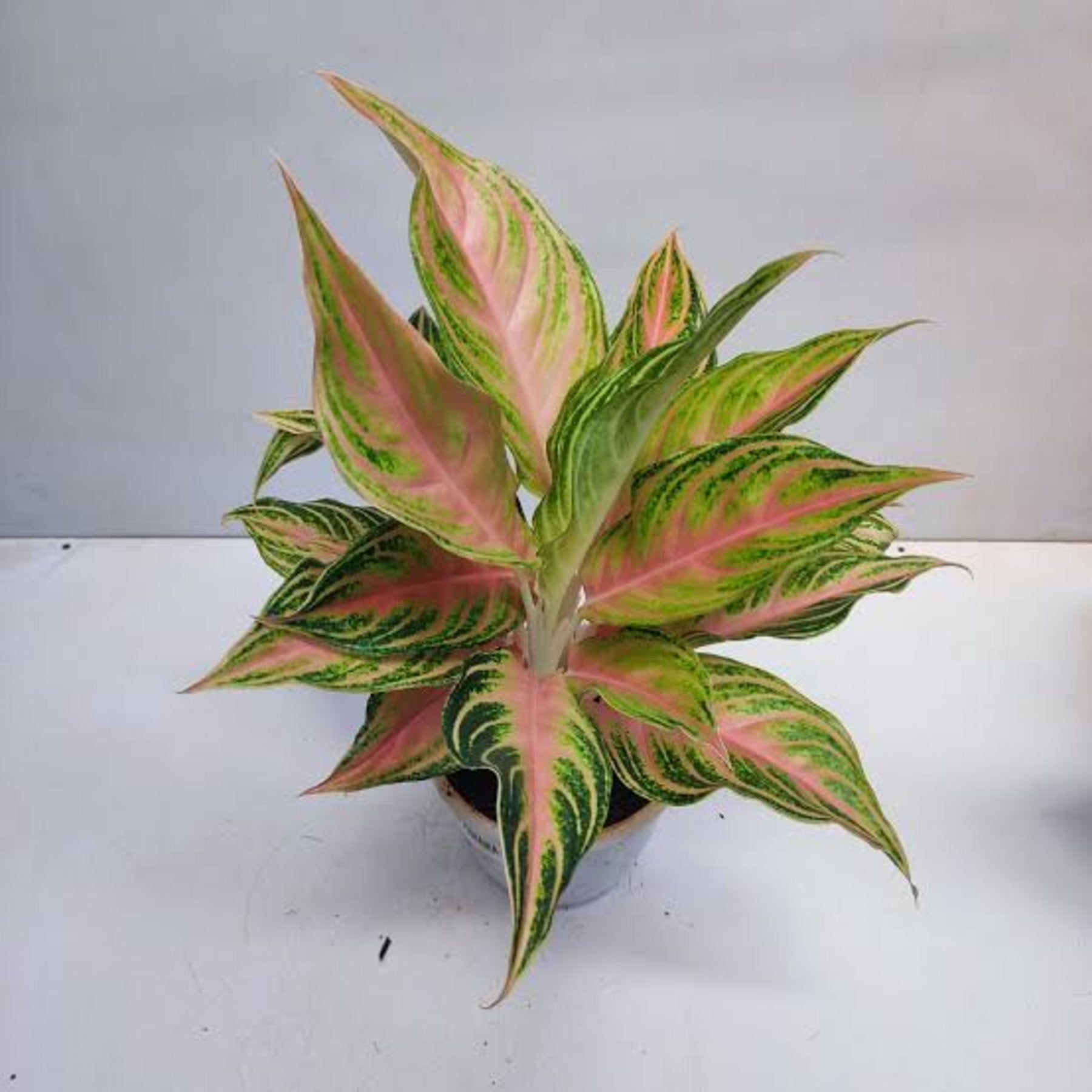 Aglaonema Peach Panama close up leaf detail – healthy nursery plant – Foliages.in