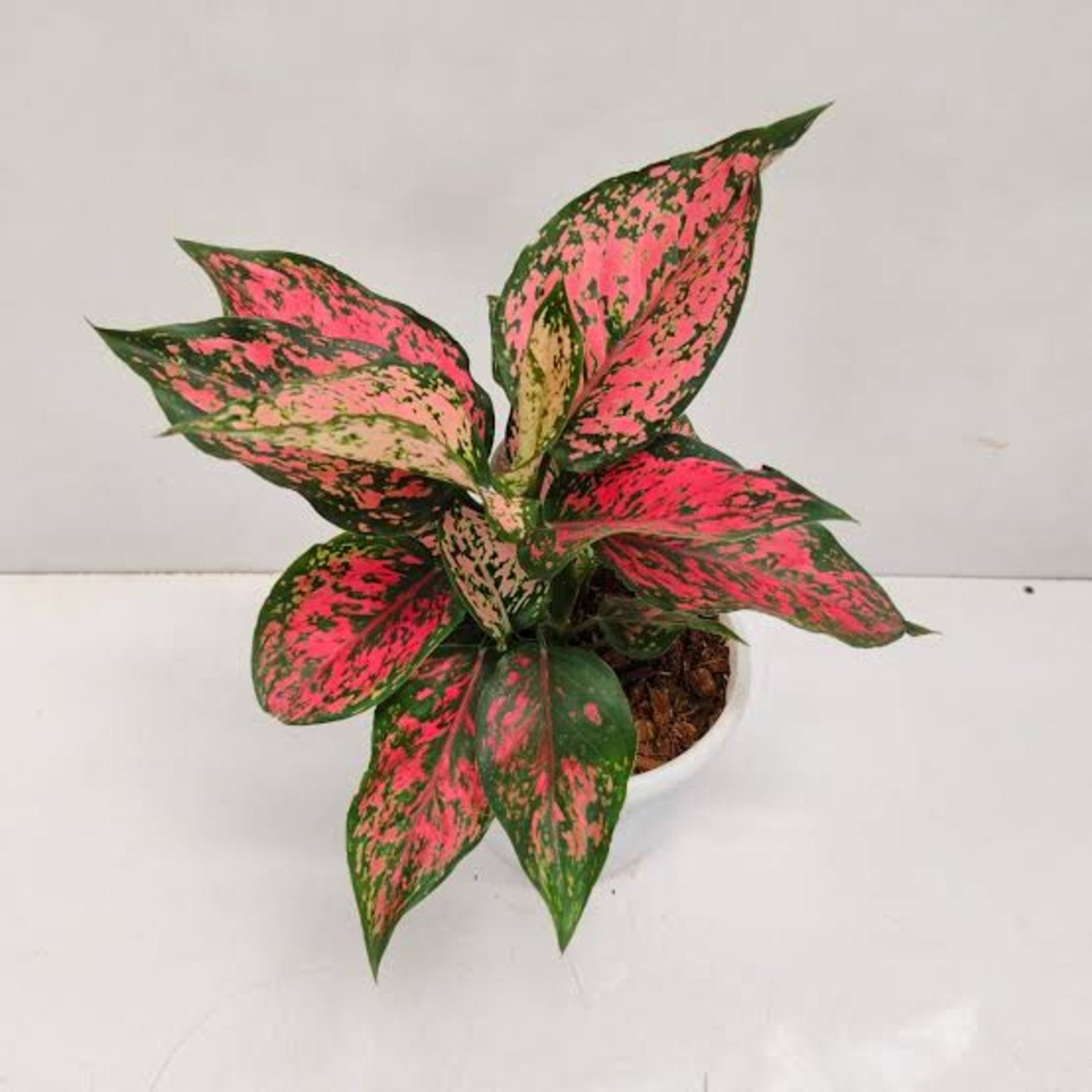 Aglaonema Red Kumkum close up leaf detail – healthy nursery plant – Foliages.in