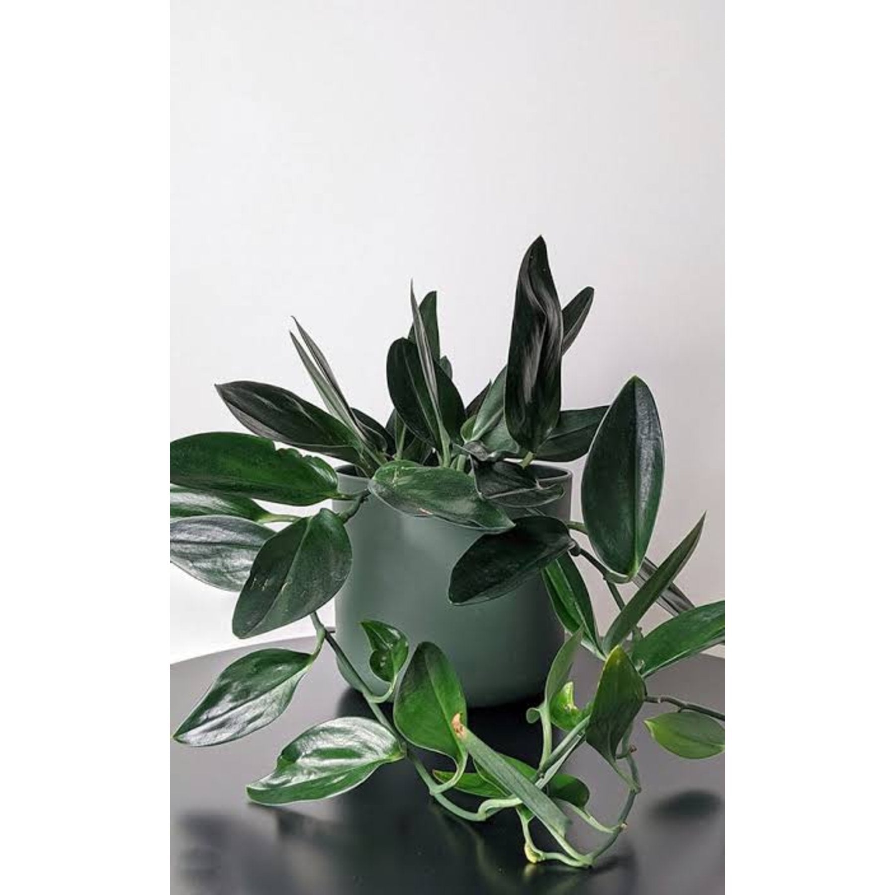 Black Dove Pothos close up leaf detail – healthy nursery plant – Foliages.in