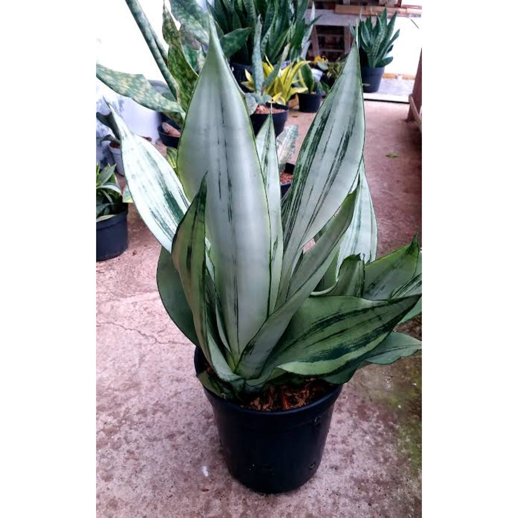 Brazilian Moonshine Snake Plant close up leaf detail – healthy nursery plant – Foliages.in