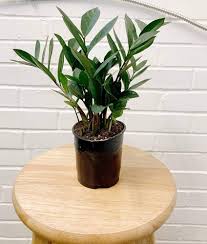 Variegated ZZ Plant 'Emerald Mirror' collector plant – Zamioculcas zamiifolia rare houseplant – Foliages.in