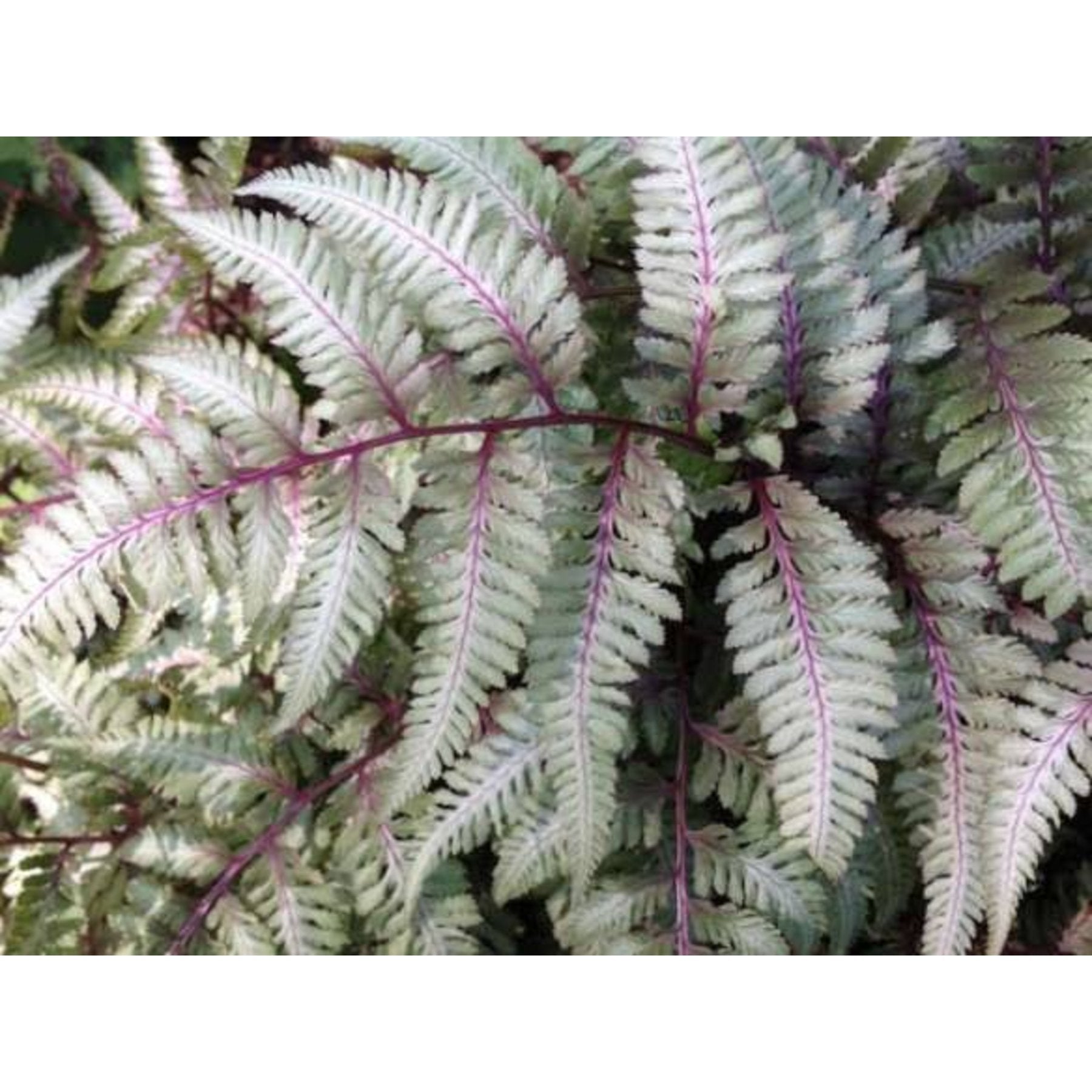 Japanese Painted Fern – vibrant silver and burgundy fern fronds – Foliages India