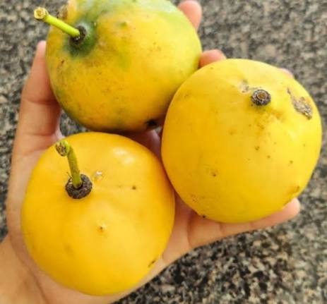 Lucs Mangosteen Fruit Plant - Graft - Keyfarm Wayanad