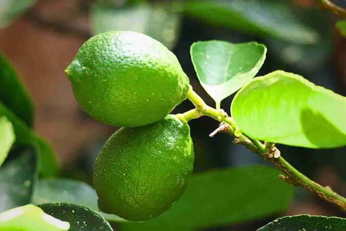 Lemon Plant - Essential Citrus Fruit - Keyfarm Wayanad