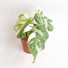 Lush Monstera Albo Borsigiana leaves close-up – 'White Tiger' Variegated variegated foliage – buy online India