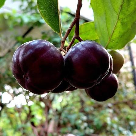 Manila Tennisball Cherry Plant - Exotic Fruit Tree - Keyfarm Wayanad