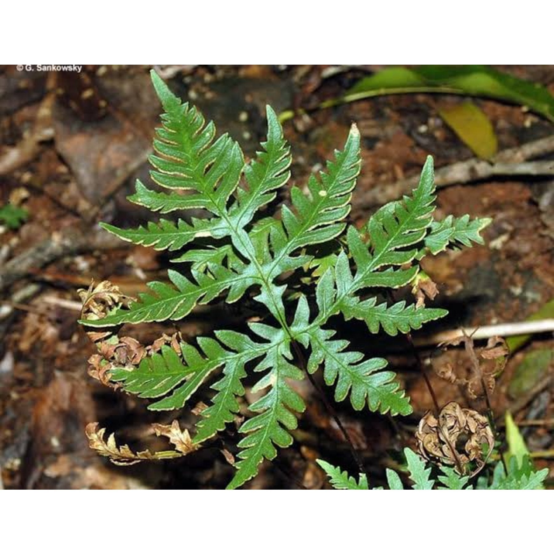 Doryopteris Concolor Fern close up leaf detail – healthy nursery plant – Foliages.in
