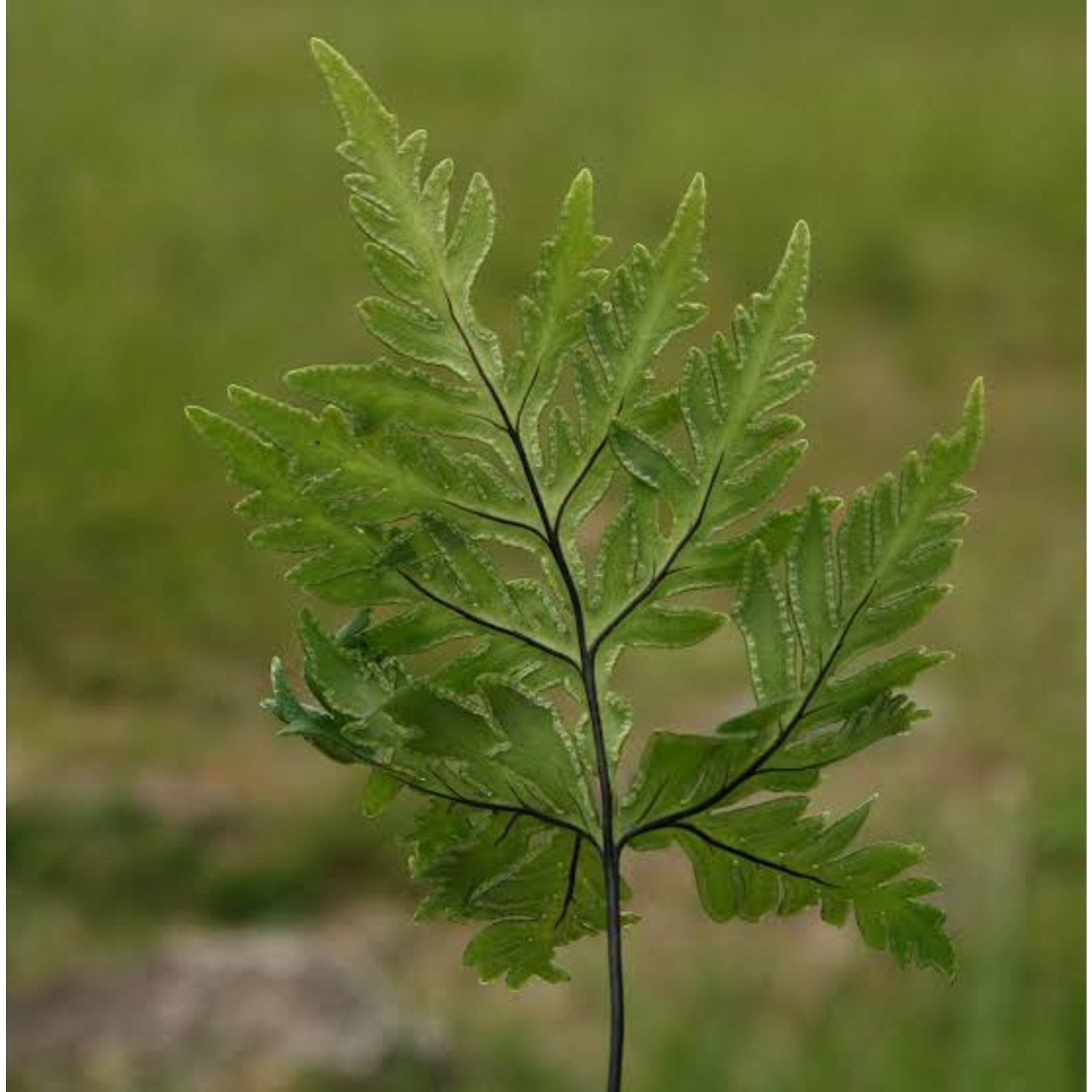 Doryopteris Concolor Fern – Elegant Doryopteris concolor fronds in lush dark green – Foliages India