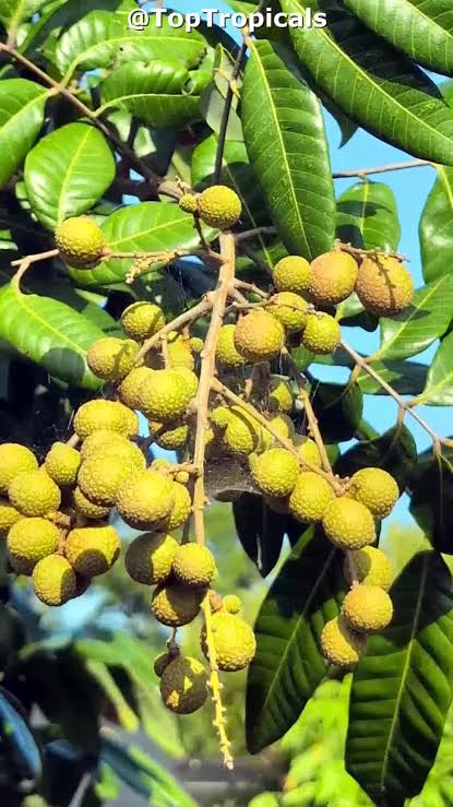 Keteki Longan Fruit Plant - Live Tree - Keyfarm Wayanad