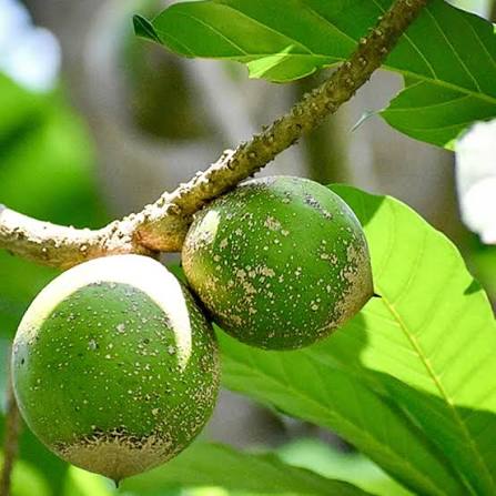 Casimiroa Fruit Plant - Green Sapote - Keyfarm Wayanad