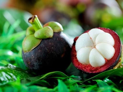 Lucs Mangosteen Plant - Exotic Fruit Tree - Keyfarm Wayanad
