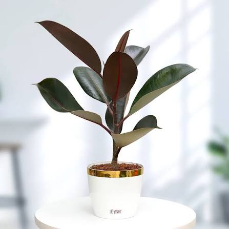 Variegated Rubber Plant collector plant – Ficus elastica rare houseplant – Foliages.in