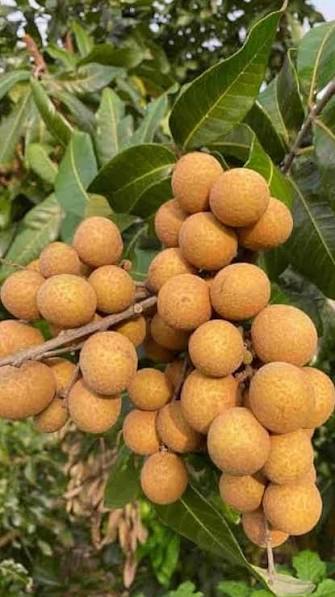 Shogan Longan Fruit Plant - Live Tree - Keyfarm Wayanad