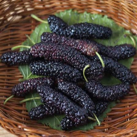Pakistan Mulberry Fruit Plant - Keyfarm Wayanad