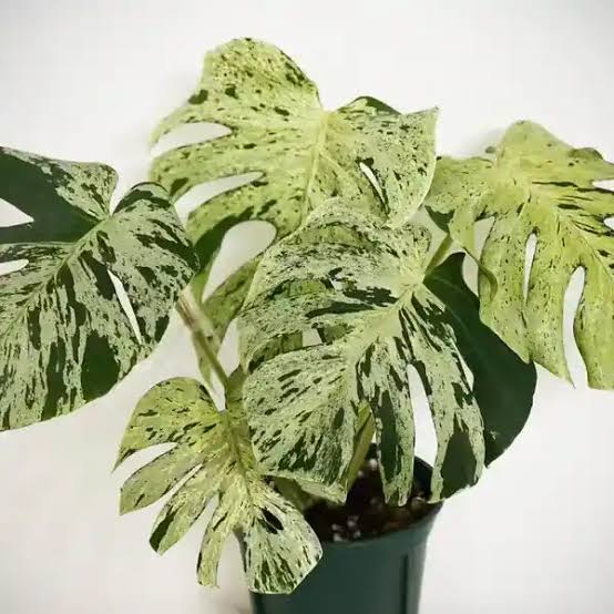 Micholitz's Palm – Calyptrocalyx micholitzii – Elegant Bifid Fronds – 6-inch Nursery Pot – Foliages India