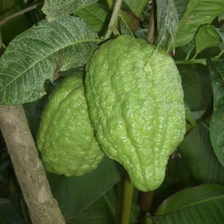 Sweet Ganapathi Narakam Citron Plant - Live Fruit Tree - Keyfarm Wayanad