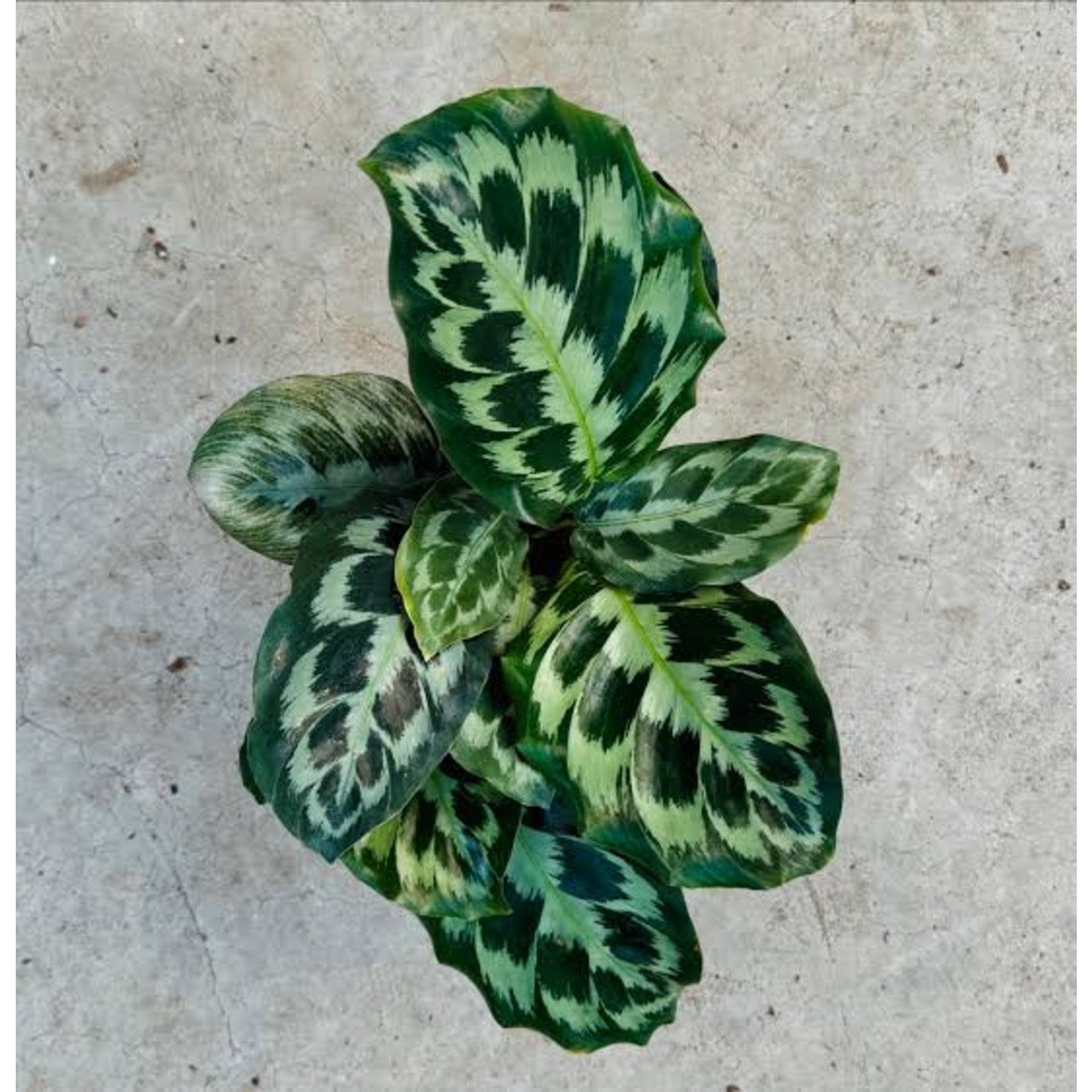 Calathea Helen Kennedy close up leaf detail – healthy nursery plant – Foliages.in