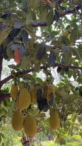 Cambodian Jackfruit Plant - Tropical Fruit Tree - Keyfarm Wayanad