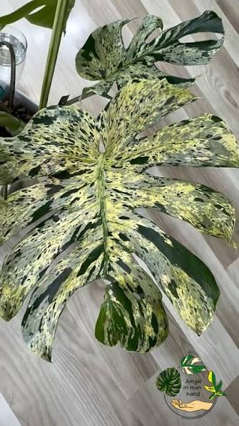 Lush Micholitz's Palm leaves close-up – Rare Dwarf Understory Palm variegated foliage – buy online India