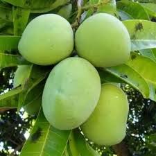 Kalapadi Mango Plant - Rare Indian Variety - Keyfarm Wayanad