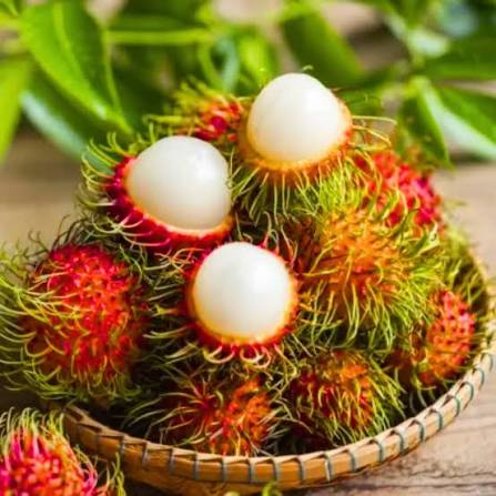 Rambutan N18 Plant - Sweet Tropical Fruit Tree - Keyfarm Wayanad