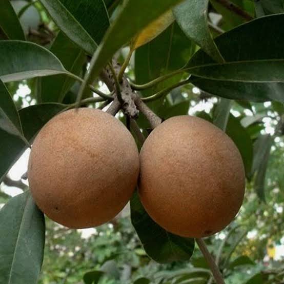 Thai King Sappotta Plant - Live Fruit Tree - Keyfarm Wayanad