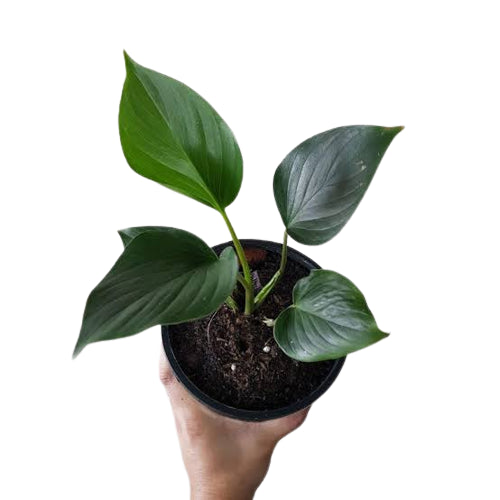Homalomena Emerald Gem