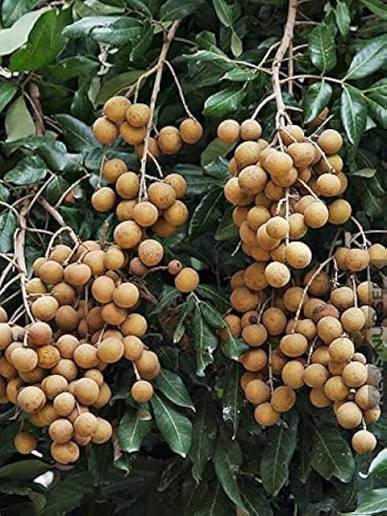All Season Longan Fruit Plant - Live Tree - Keyfarm Wayanad