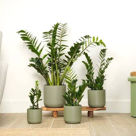 Lush ZZ Plant 'Emerald Mirror' leaves close-up – Standard Indoor Houseplant variegated foliage – buy online India