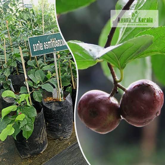 Manila Tennisball Cherry Plant - Exotic Fruit Tree - Keyfarm Wayanad