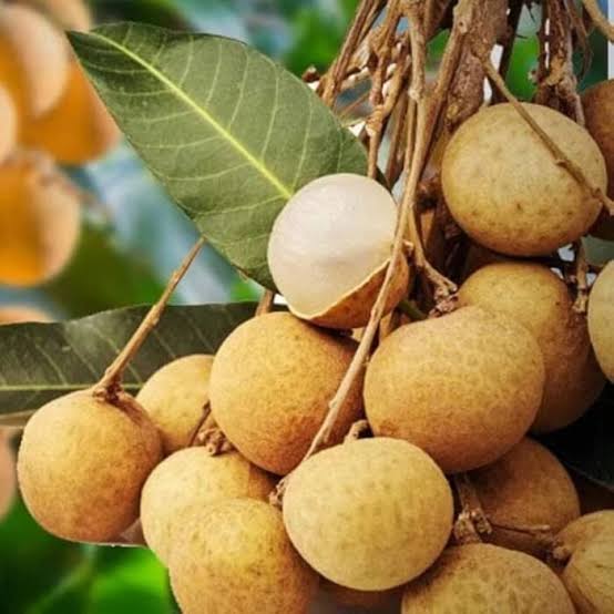 Keteki Longan Fruit Plant - Live Tree - Keyfarm Wayanad