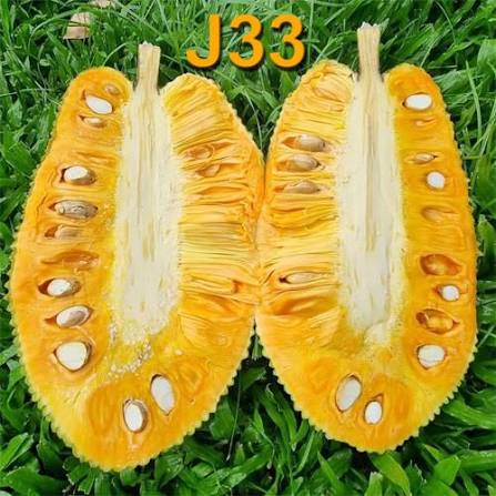 J33 Jackfruit Plant - Sweet & Juicy Variety - Keyfarm Wayanad