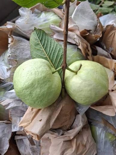 White Diamond Guava Plant - Sweet Fruit Tree - Keyfarm Wayanad