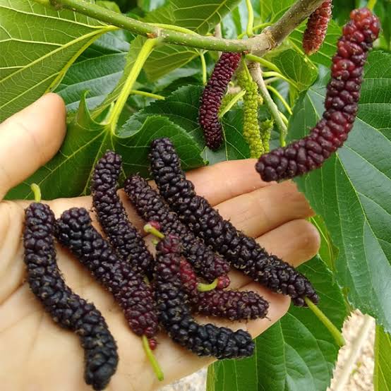 Pakistan Mulberry Fruit Plant - Keyfarm Wayanad