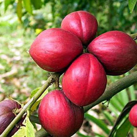 Makkotta Dewa Plant - Exotic Fruit Tree - Keyfarm Wayanad