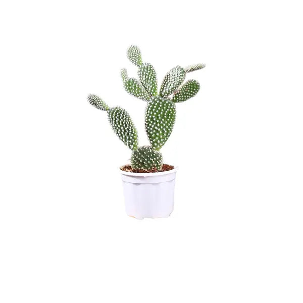 Cacti Opuntia Mickey Mouse