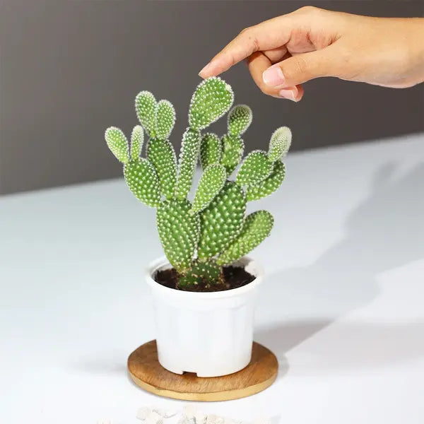 Cacti Opuntia Mickey Mouse